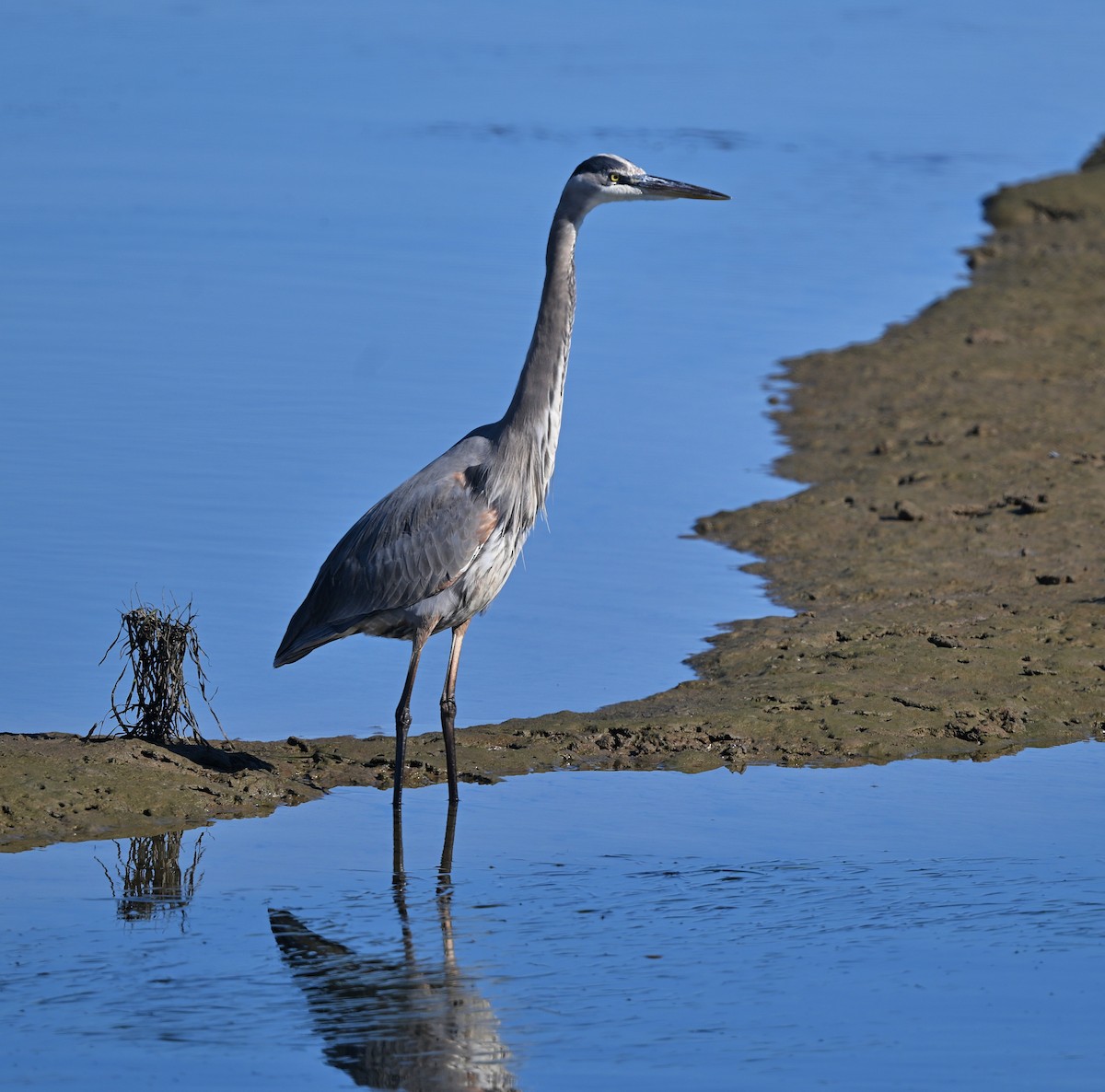 Great Blue Heron - ML646030202