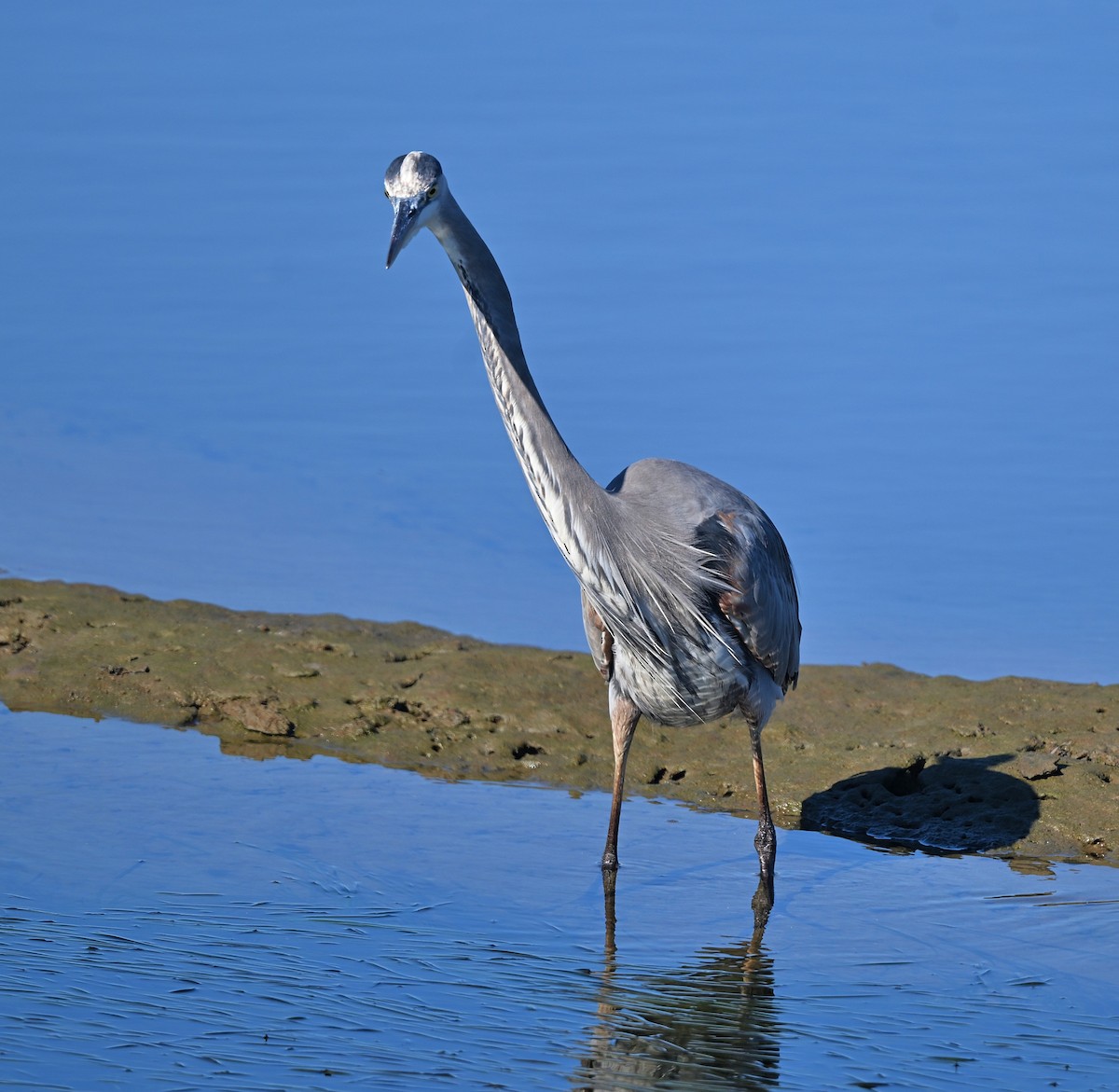 Great Blue Heron - ML646030215