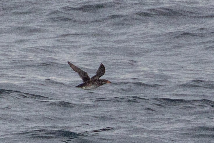 Rhinoceros Auklet - ML646030216