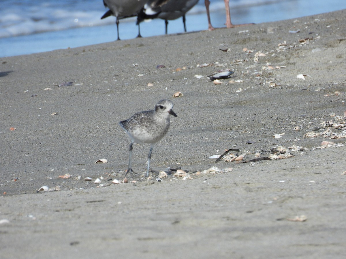 ダイゼン - ML646030220