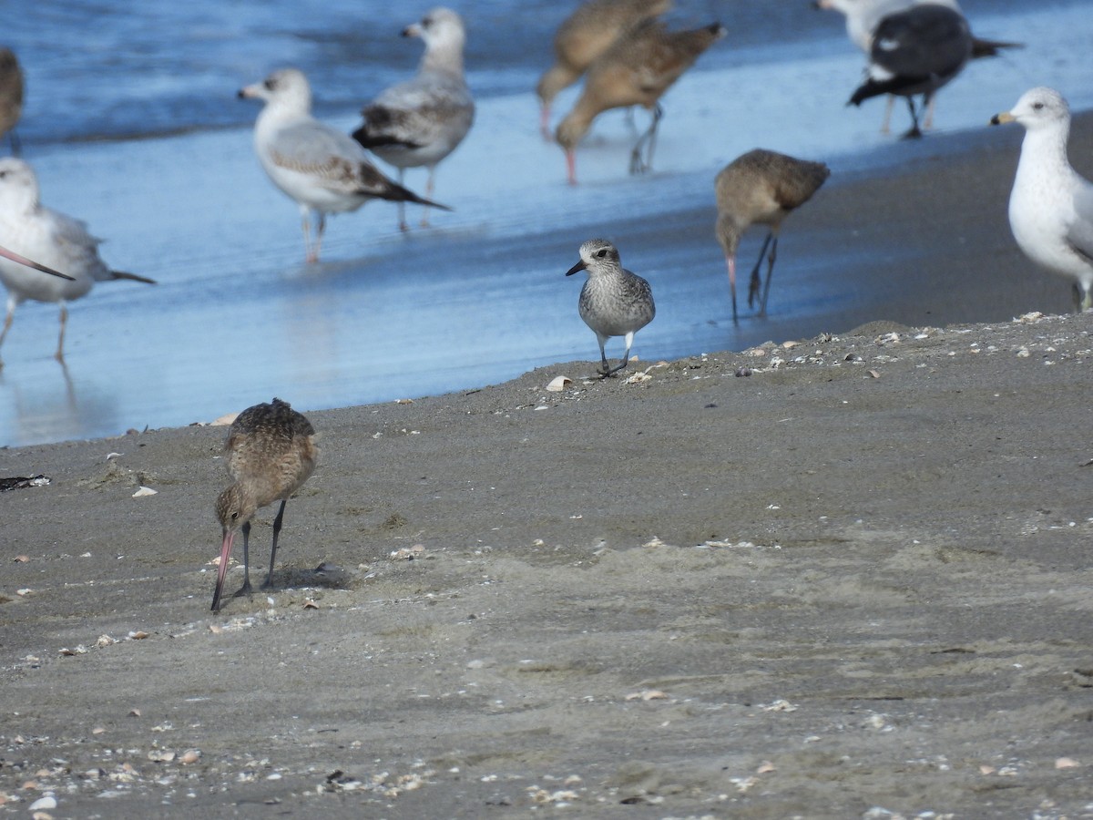 ダイゼン - ML646030221