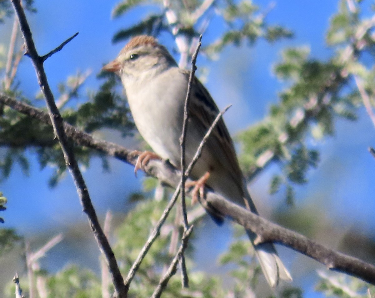 Карнатка білоброва - ML646030222