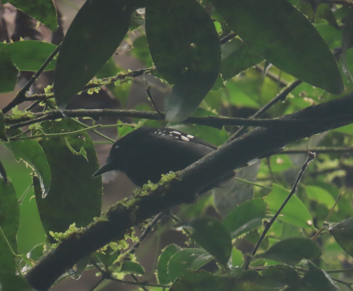 Dot-winged Antwren - ML646030228