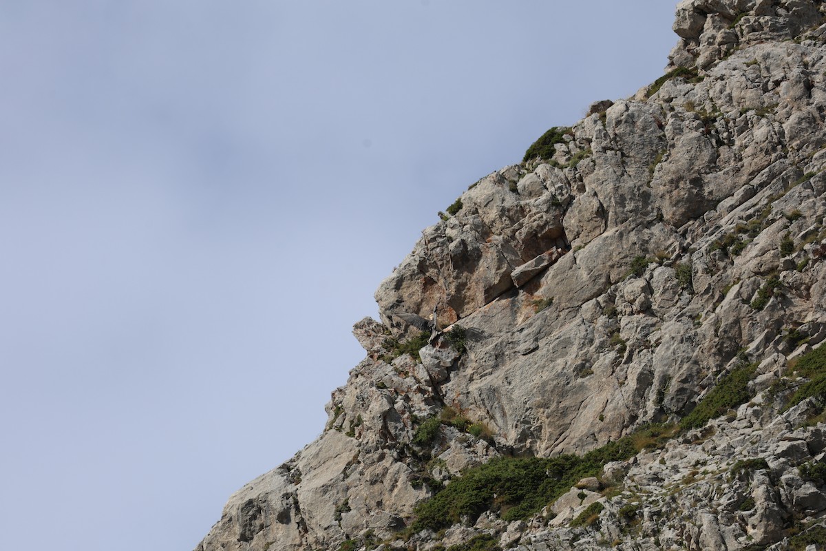 orlosup bradatý - ML646030233