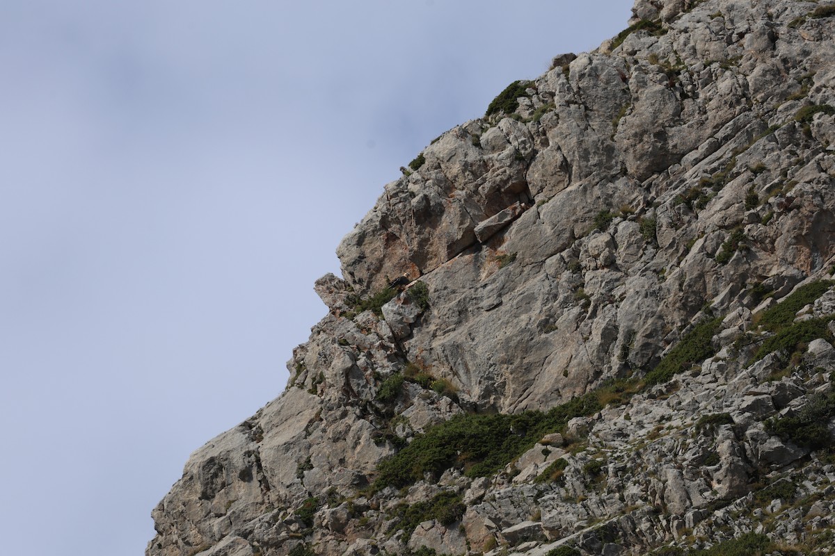 orlosup bradatý - ML646030234