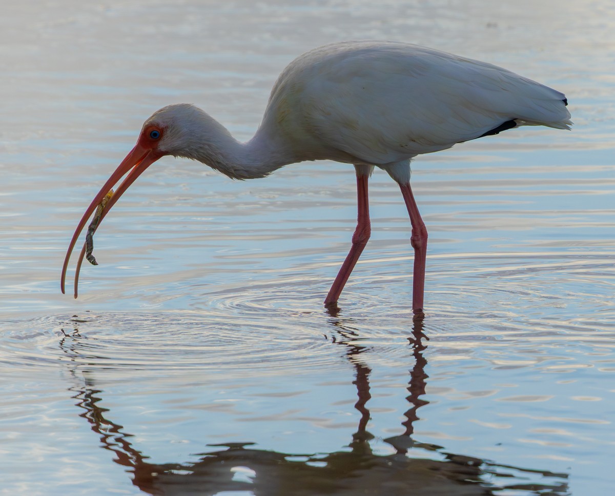 Ібіс білий - ML646030236