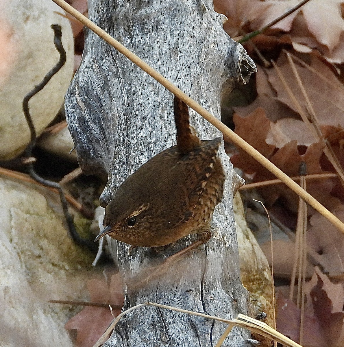 Pacific Wren - ML646030242