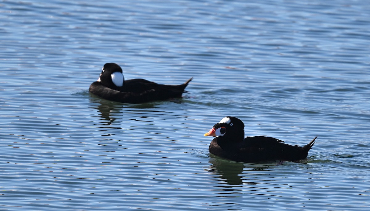 Surf Scoter - ML646030244