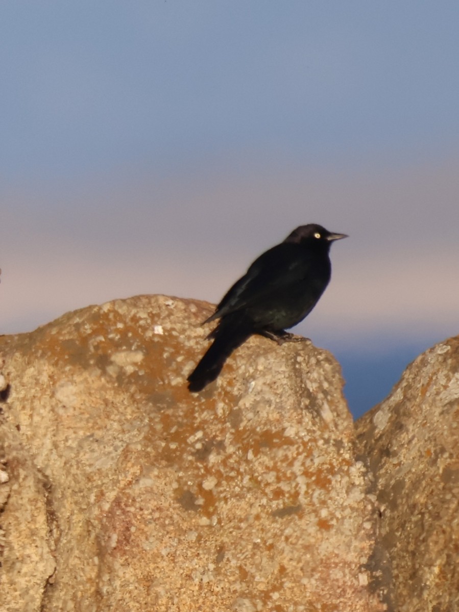 Brewer's Blackbird - ML646030248