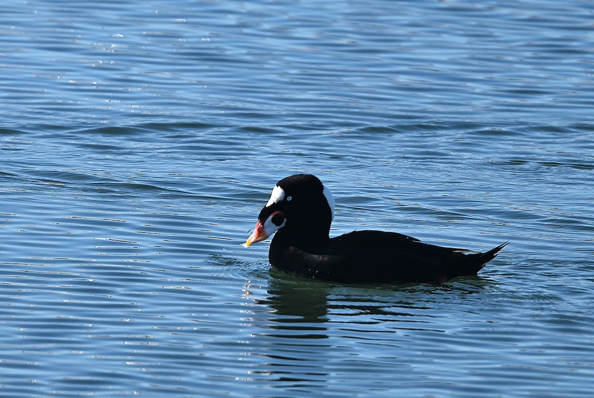 Surf Scoter - ML646030254