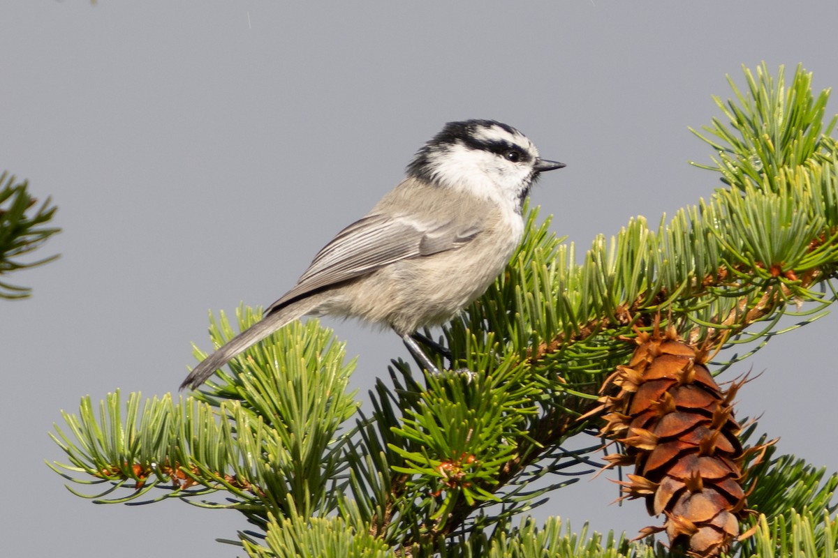 Mountain Chickadee - ML646030265