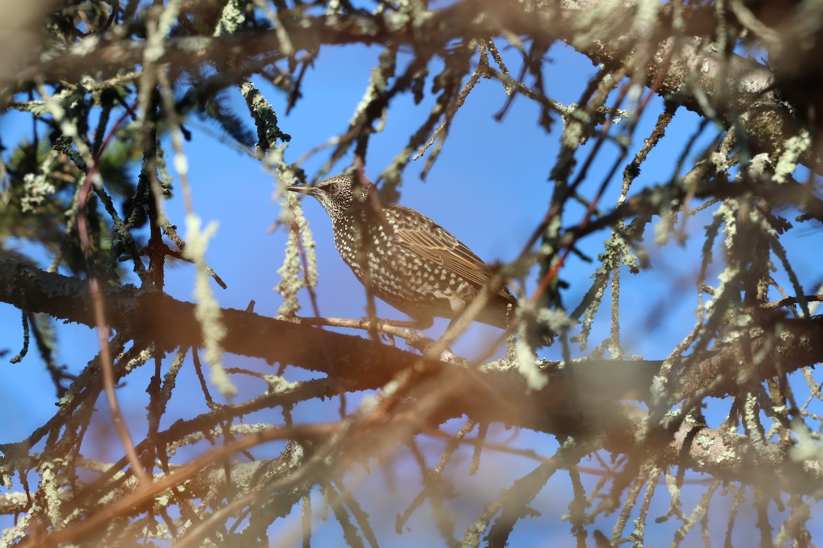 European Starling - ML646030272