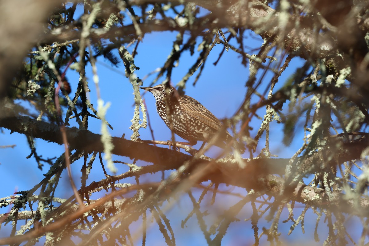 European Starling - ML646030289