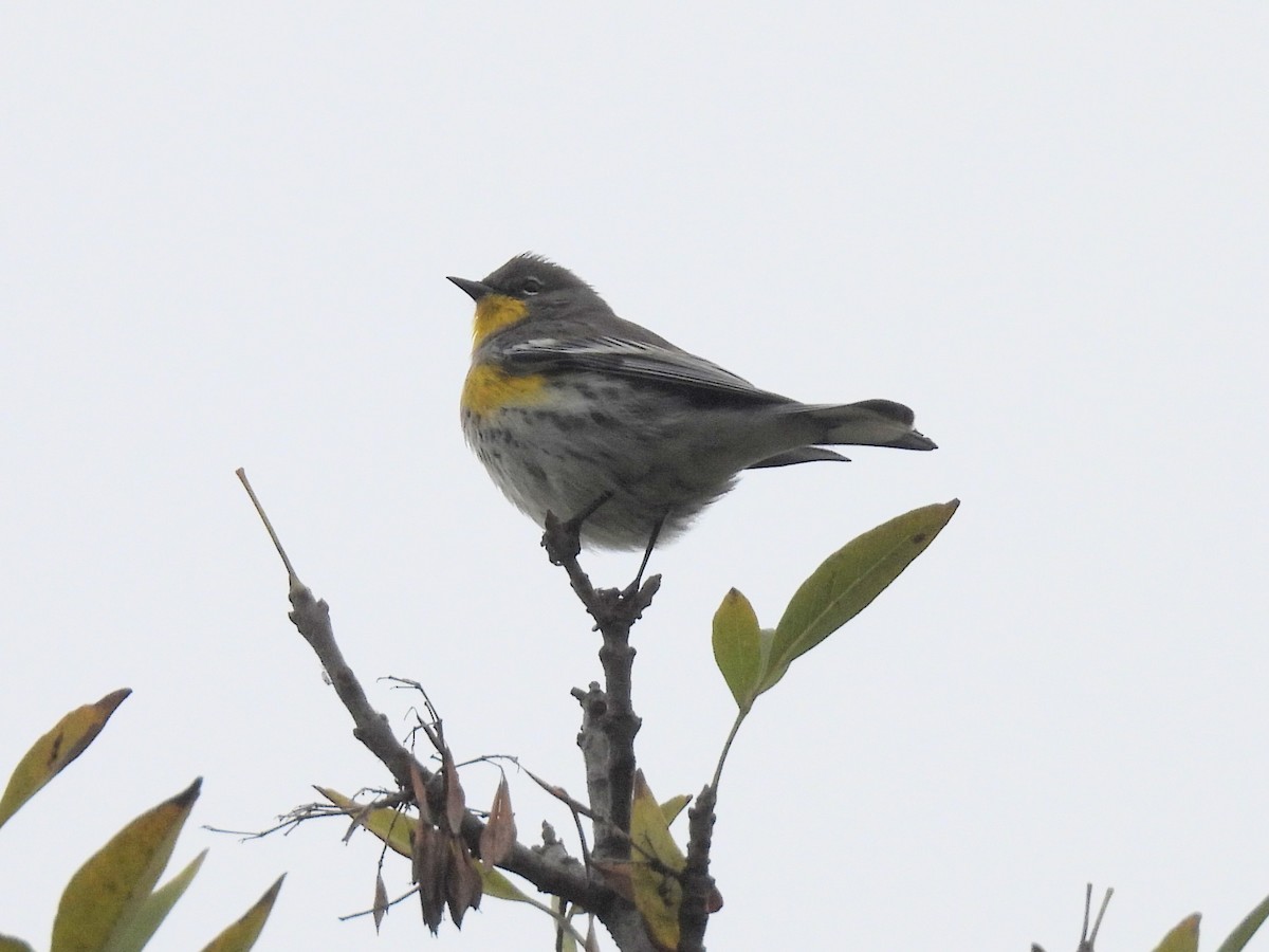Пісняр-лісовик жовтогузий - ML646030290