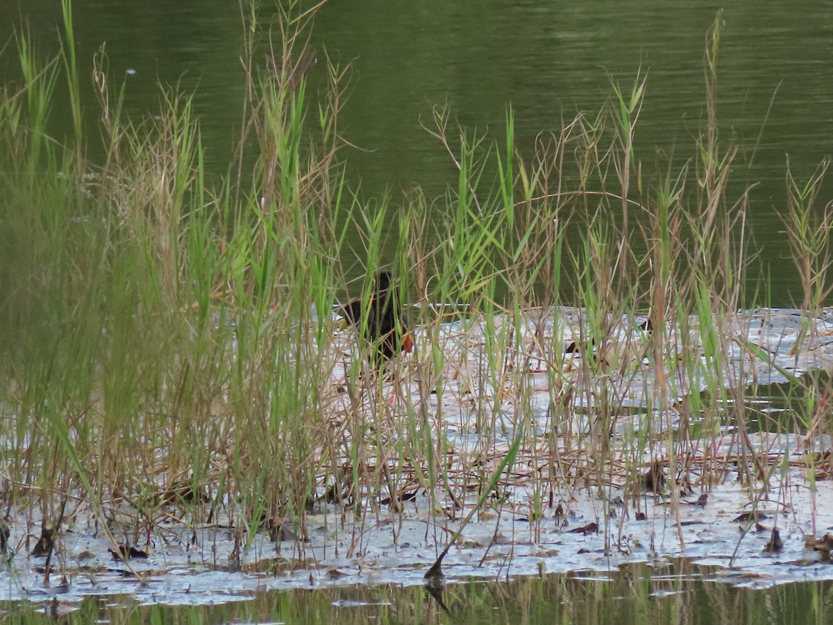 svartrikse - ML646030293