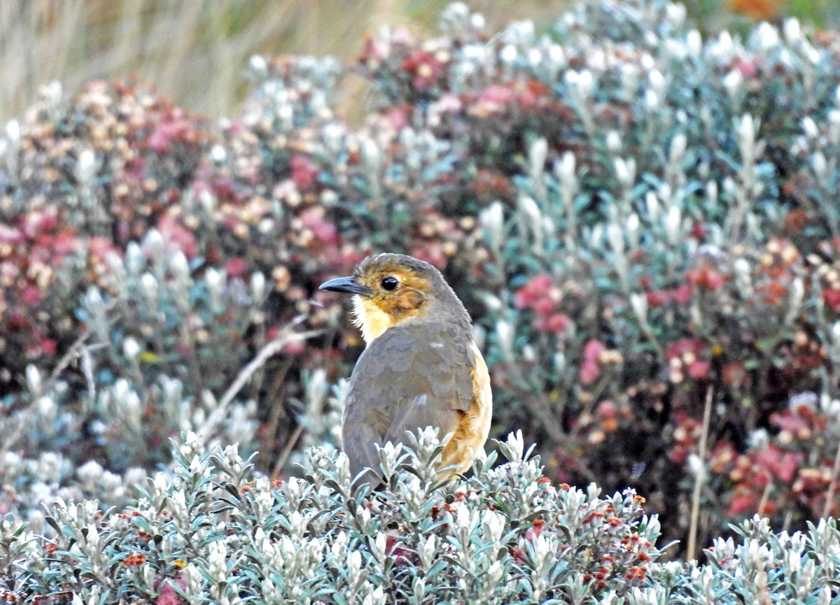 Tawny Antpitta - ML646030294