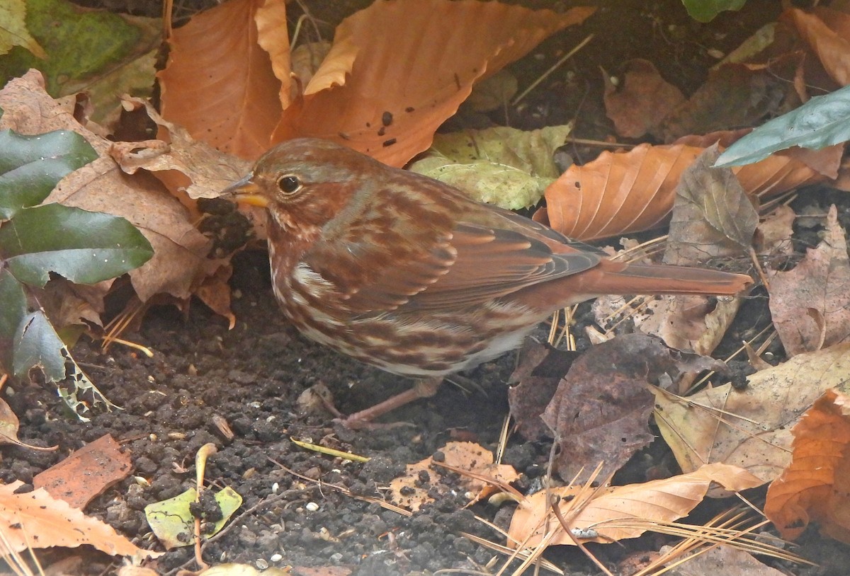 Fox Sparrow - ML646030299