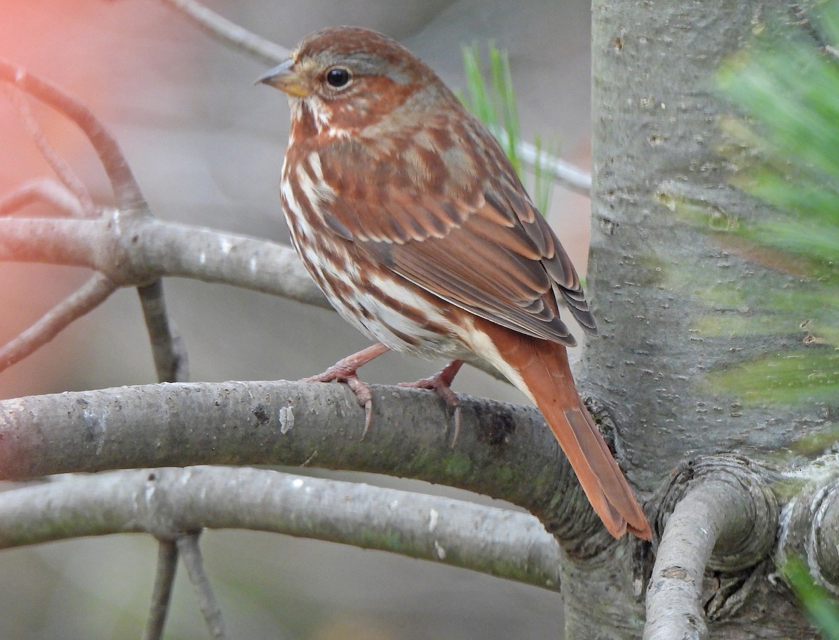 Fox Sparrow - ML646030300