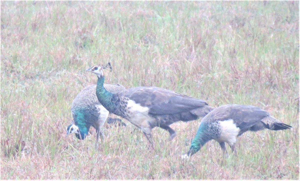 Indian Peafowl - ML646030304