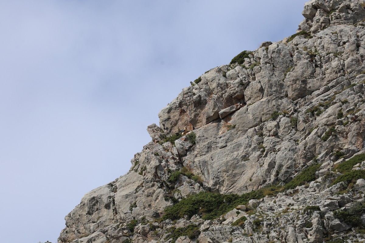 orlosup bradatý - ML646030307