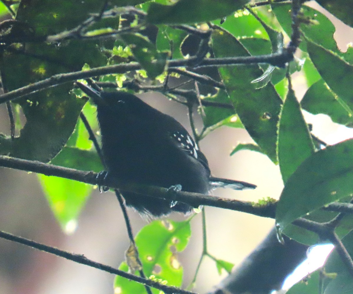 Dot-winged Antwren - ML646030312