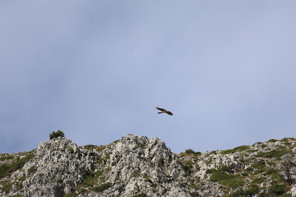 orlosup bradatý - ML646030314