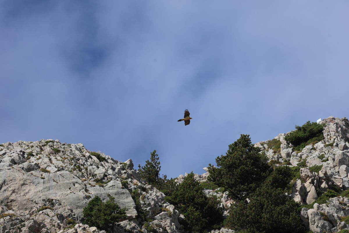 orlosup bradatý - ML646030315