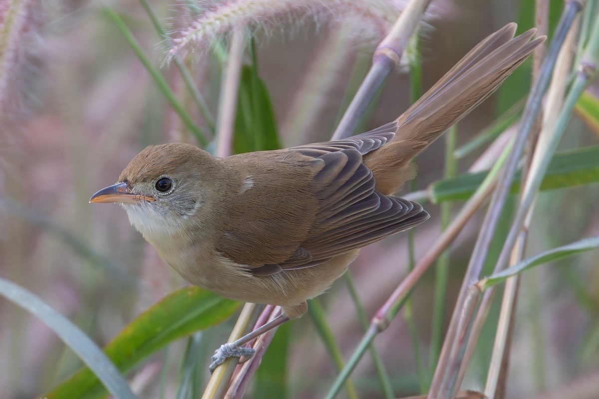 Очеретянка товстодзьоба - ML646030316