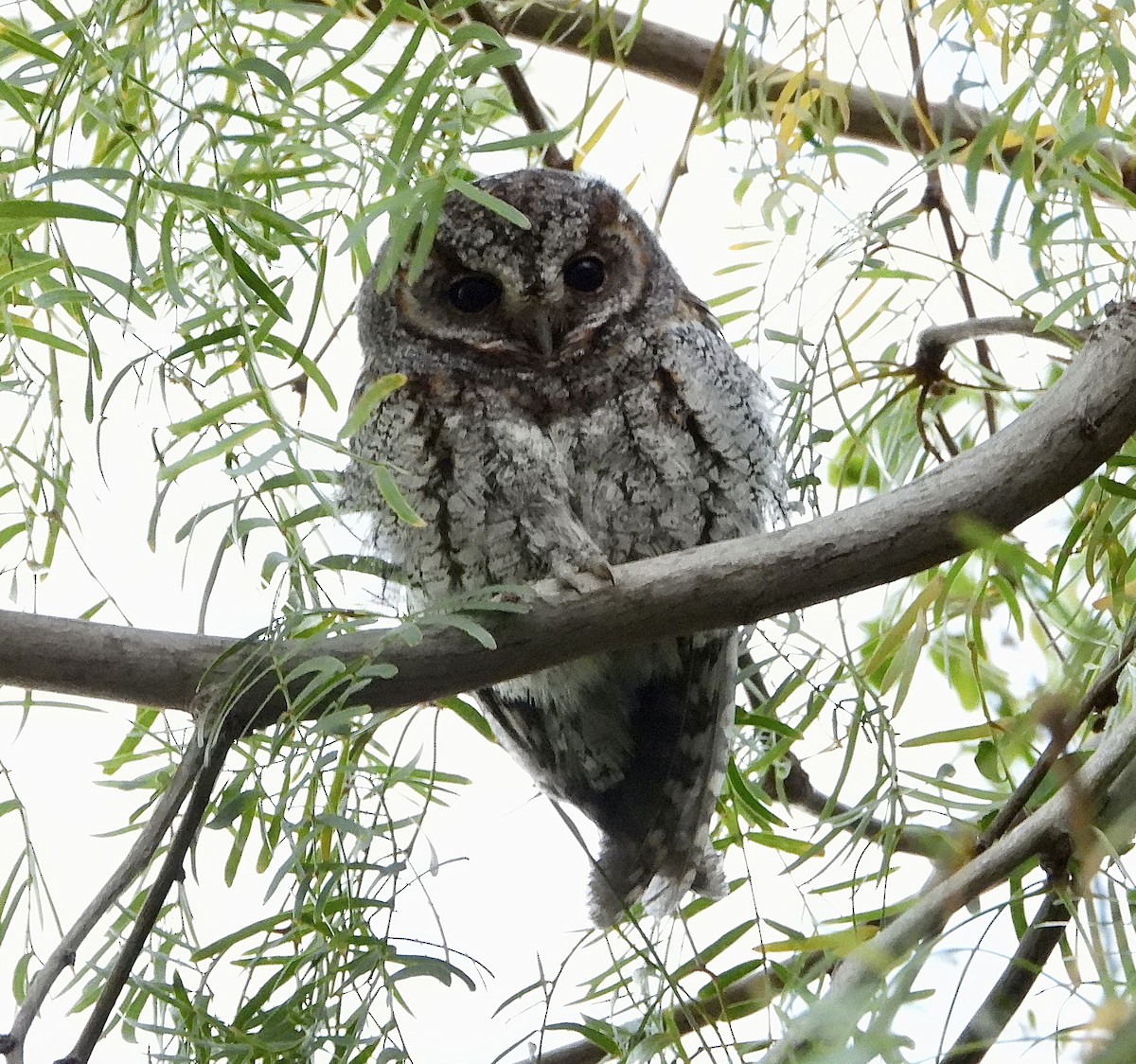 výreček plaménkový - ML646030317