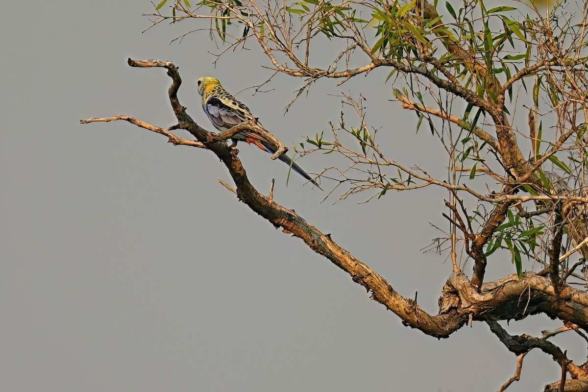 Pale-headed Rosella - ML646030318