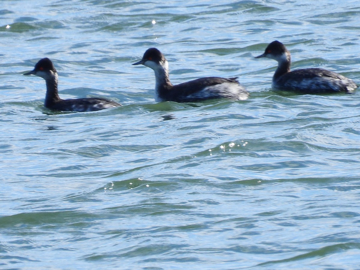 Grèbe à cou noir - ML646030320