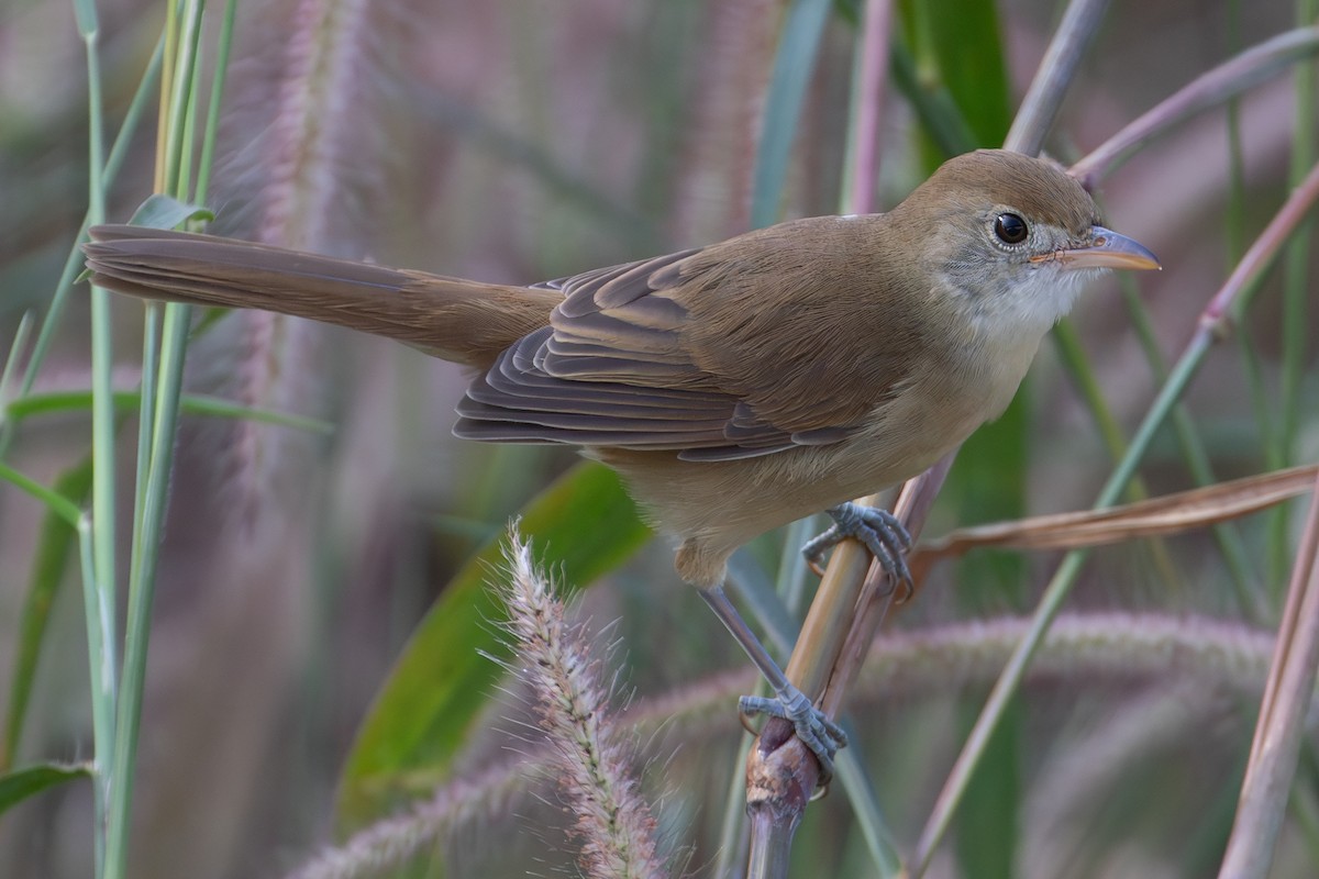 Очеретянка товстодзьоба - ML646030323