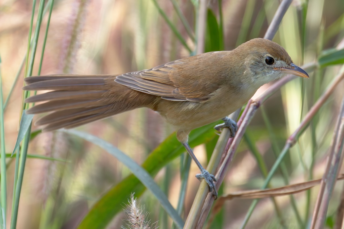 Очеретянка товстодзьоба - ML646030326