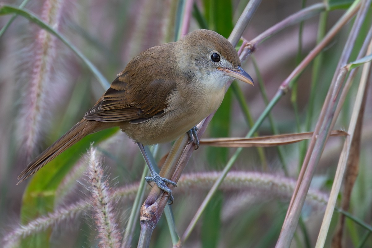Очеретянка товстодзьоба - ML646030327