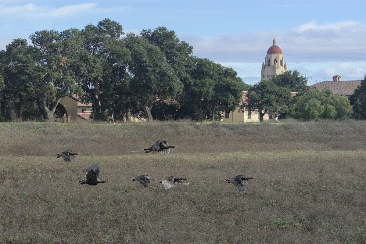 Wild Turkey - ML646030328