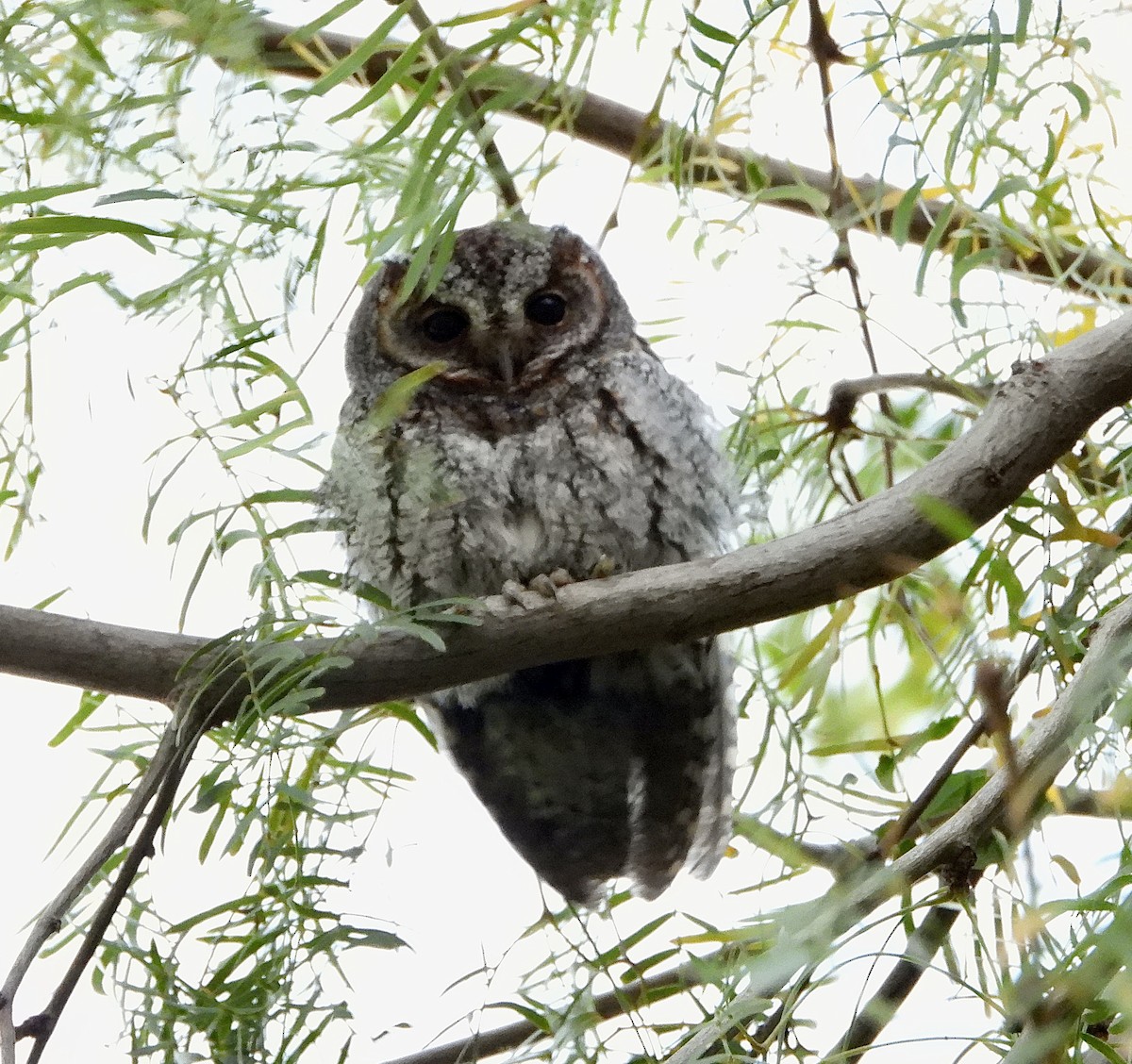 výreček plaménkový - ML646030329