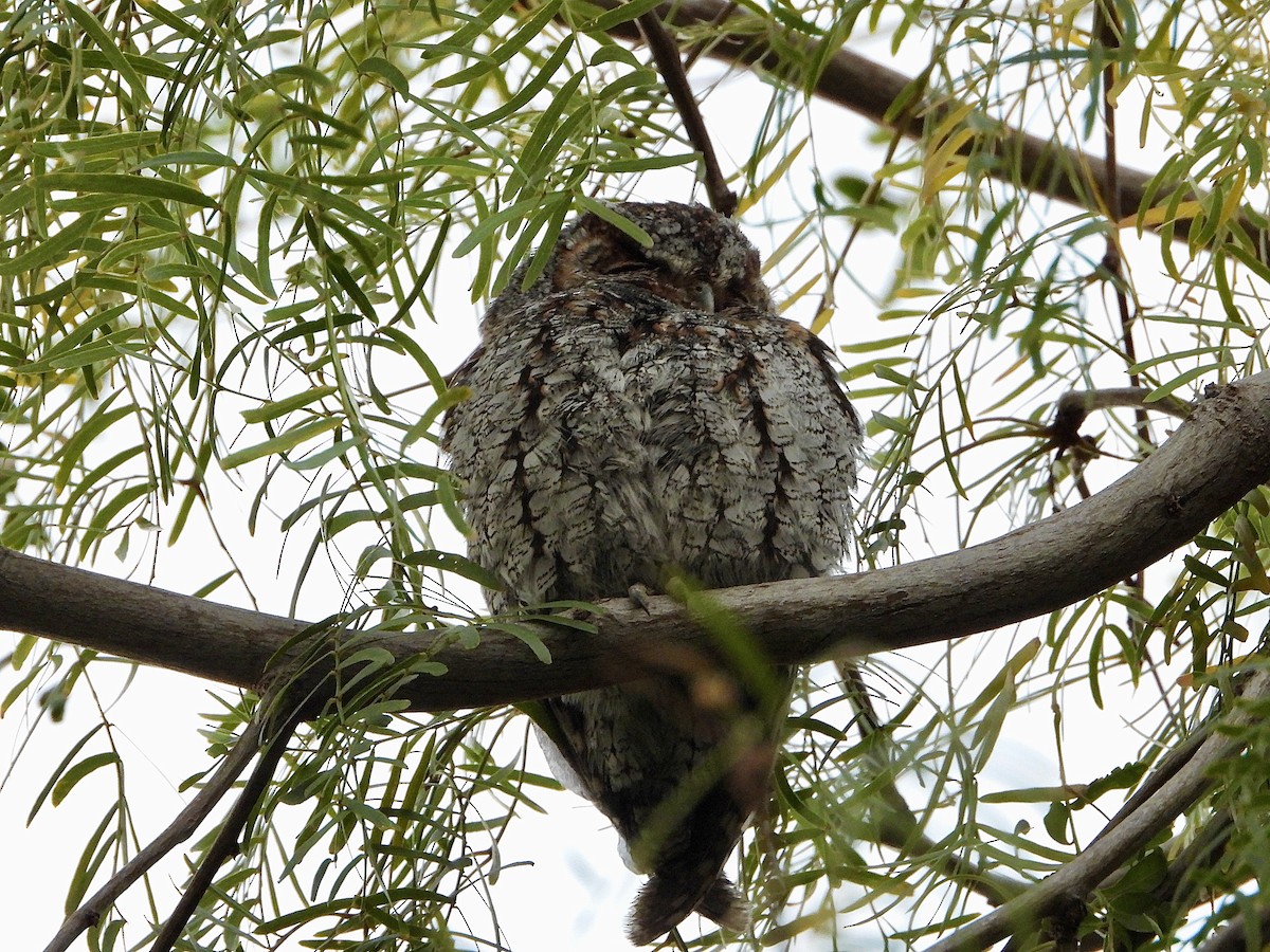 flammeugle - ML646030330