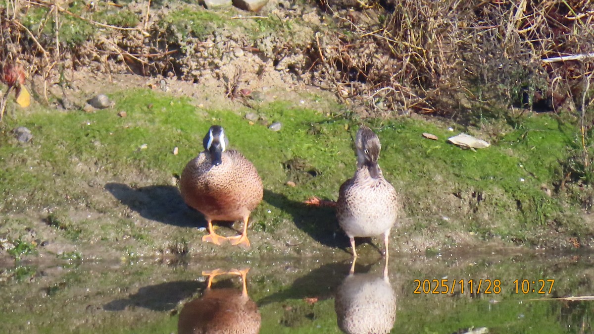 čírka modrokřídlá - ML646030331