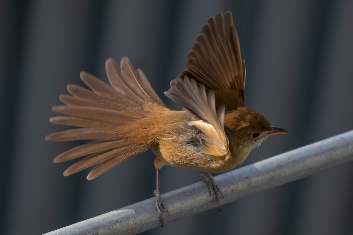 Очеретянка товстодзьоба - ML646030333