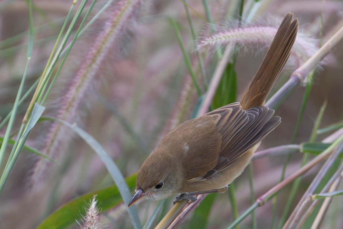 Очеретянка товстодзьоба - ML646030334