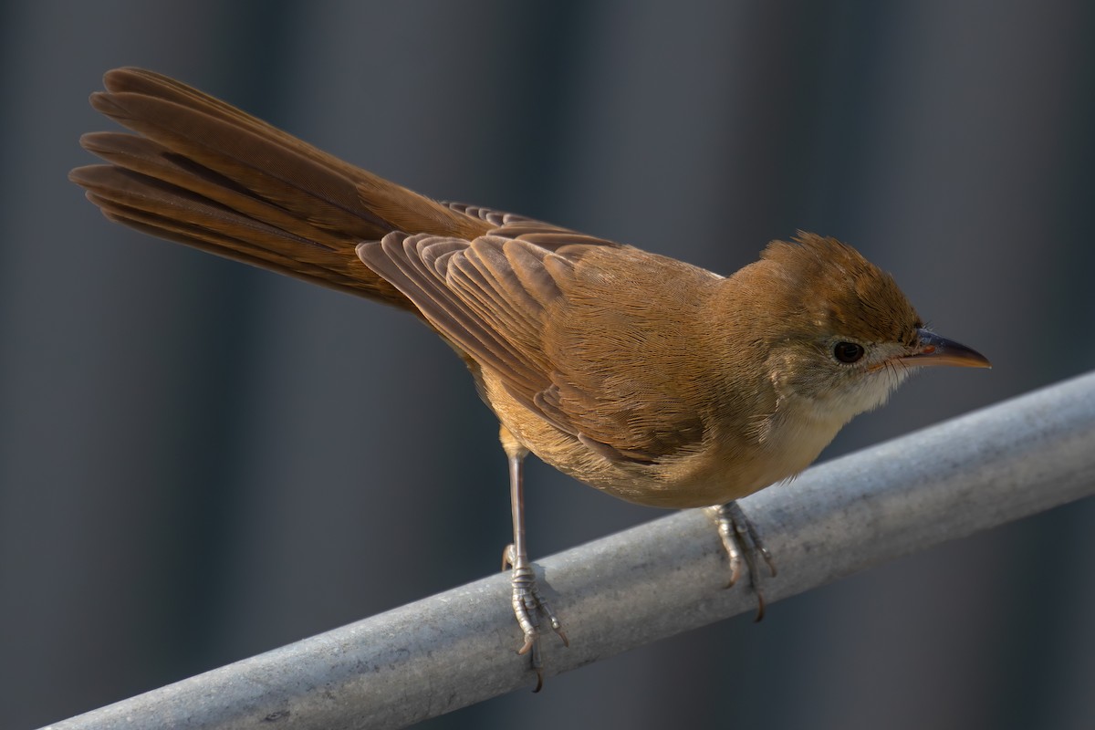 Очеретянка товстодзьоба - ML646030335