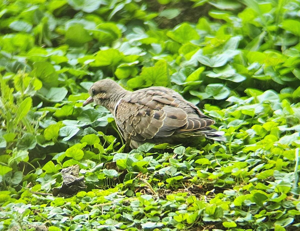 Eared Dove - ML646030336