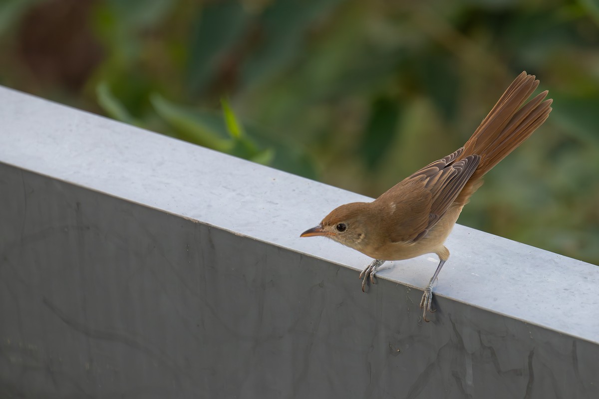 Очеретянка товстодзьоба - ML646030341