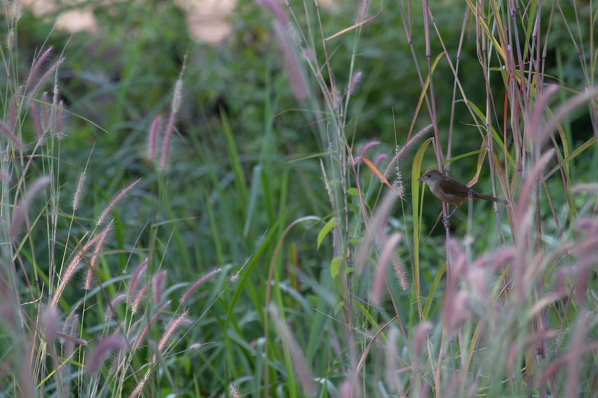 Очеретянка товстодзьоба - ML646030342