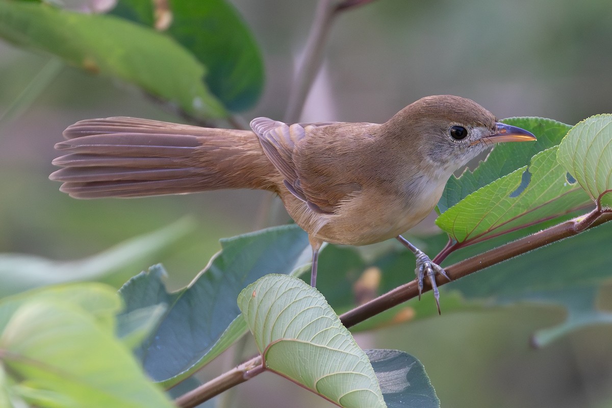 Очеретянка товстодзьоба - ML646030343