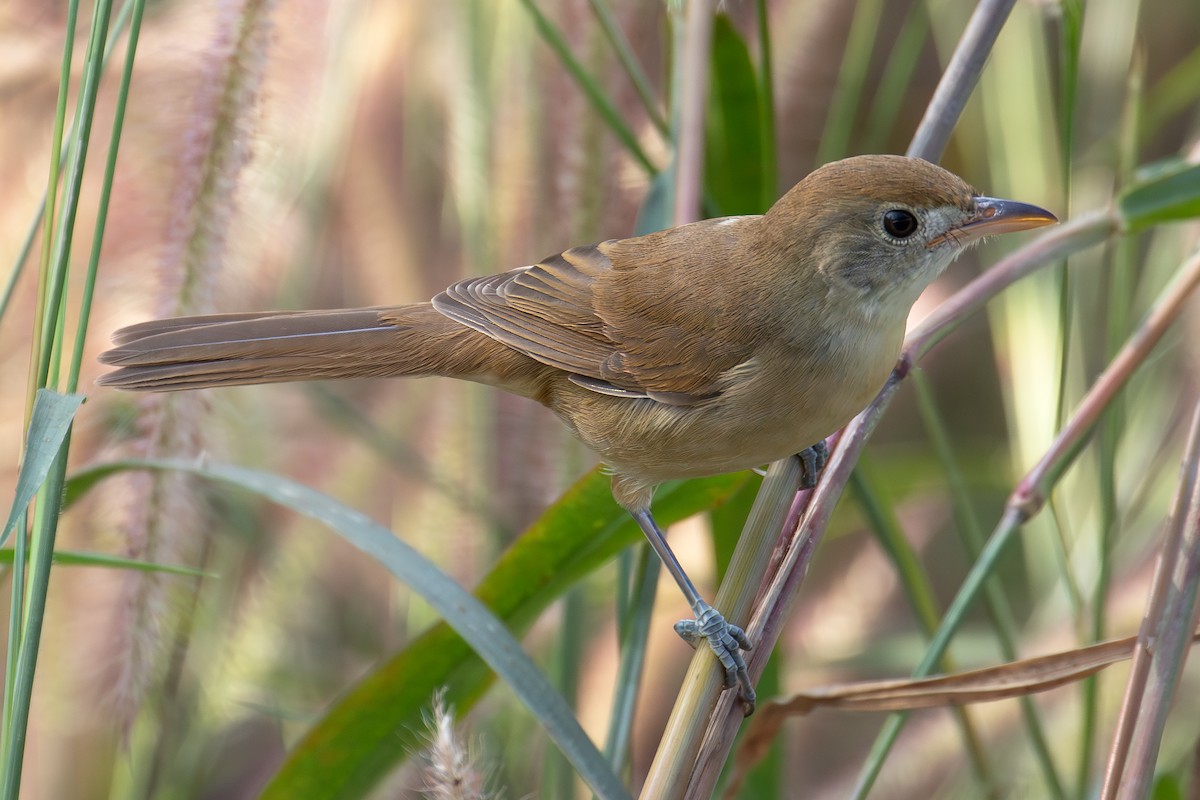 Очеретянка товстодзьоба - ML646030344