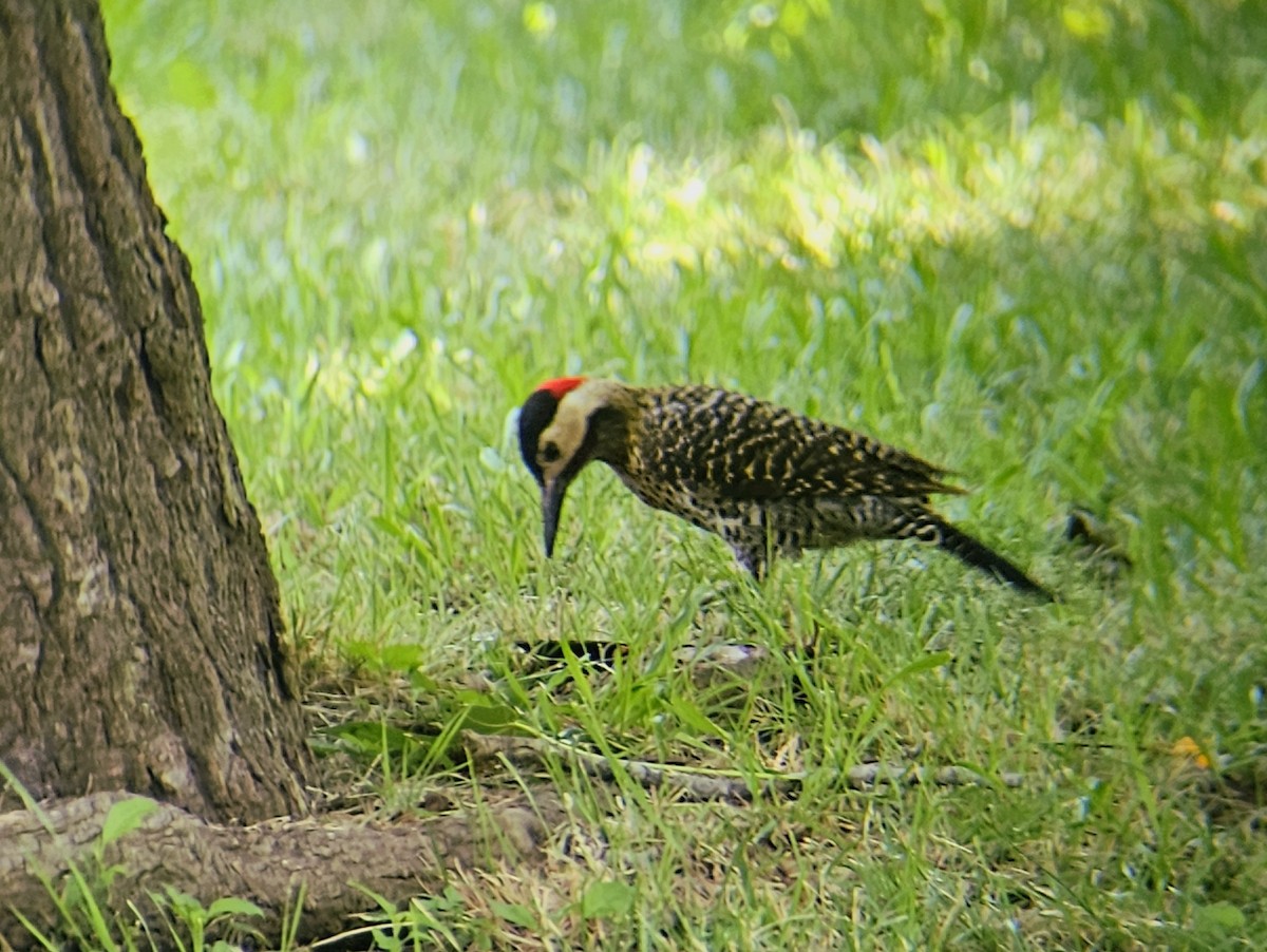 Декол плямистоволий - ML646030345