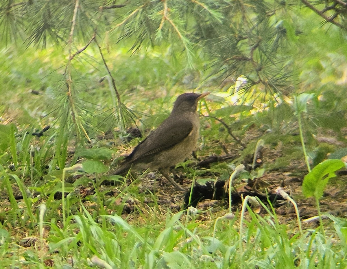 Creamy-bellied Thrush - ML646030359
