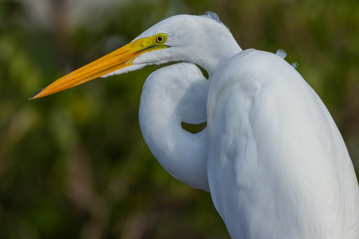 Koartza zuria - ML646030361