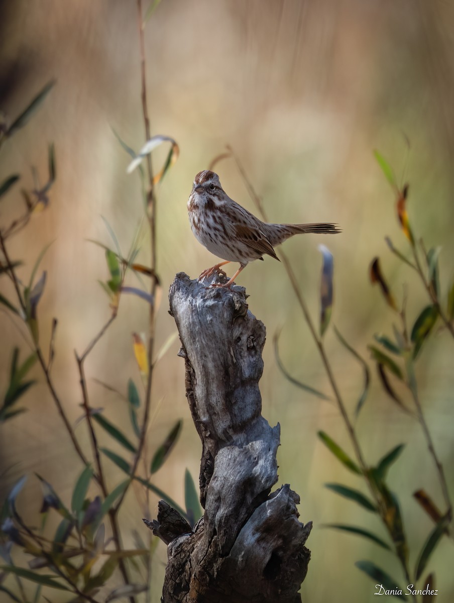 Song Sparrow - ML646030362